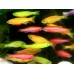 Данио Glofish ассорти ( зеленые, апельсиновые, розовые) (Brachydanio rerio) 